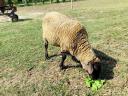 Gypsy ram for sale