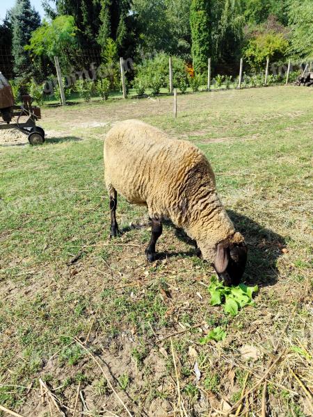 Gypsy ram for sale