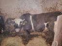 Cattle for sale