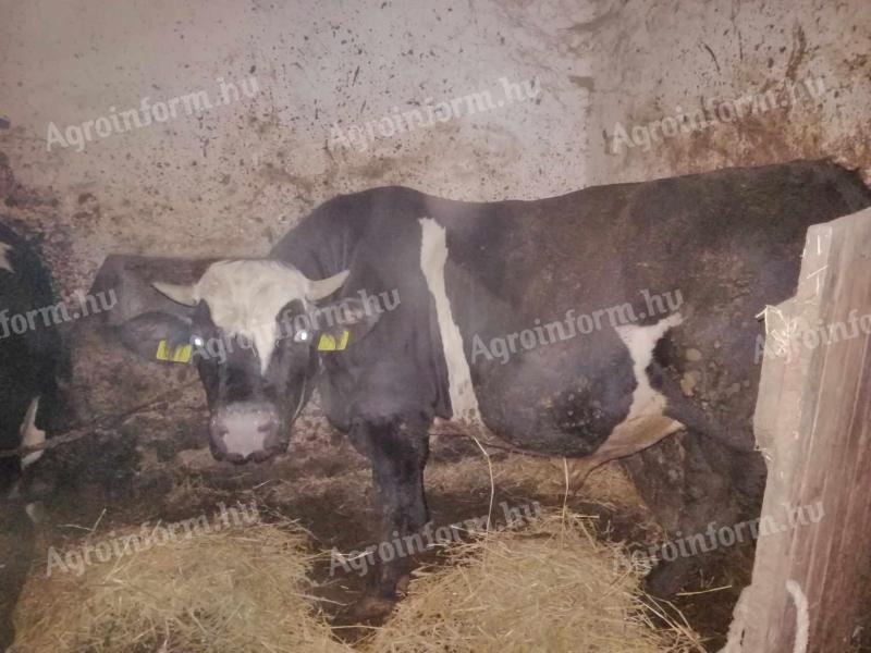 Cattle for sale