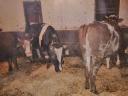 Cattle for sale