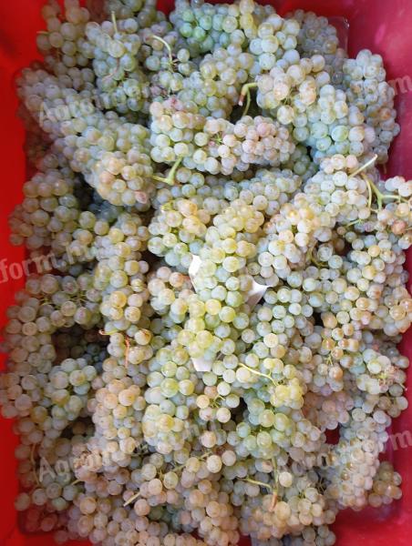 PRÉMIUM wine grapes for sale in the Szekszárd wine region