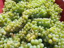 PRÉMIUM wine grapes for sale in the Szekszárd wine region