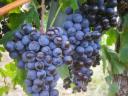 PRÉMIUM wine grapes for sale in the Szekszárd wine region