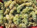 PRÉMIUM wine grapes for sale in the Szekszárd wine region