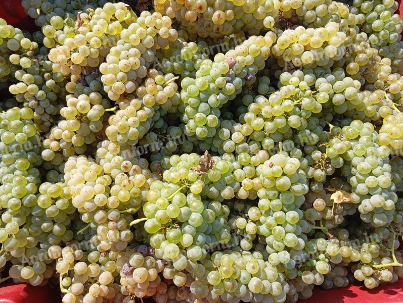 PRÉMIUM wine grapes for sale in the Szekszárd wine region