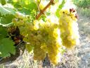 PRÉMIUM wine grapes for sale in the Szekszárd wine region