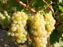 PRÉMIUM wine grapes for sale in the Szekszárd wine region