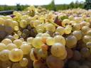 PRÉMIUM wine grapes for sale in the Szekszárd wine region