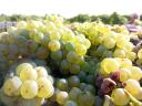 PRÉMIUM wine grapes for sale in the Szekszárd wine region