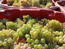 PRÉMIUM wine grapes for sale in the Szekszárd wine region