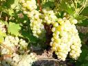 PRÉMIUM wine grapes for sale in the Szekszárd wine region