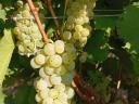 PRÉMIUM wine grapes for sale in the Szekszárd wine region