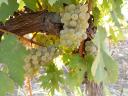 PRÉMIUM wine grapes for sale in the Szekszárd wine region