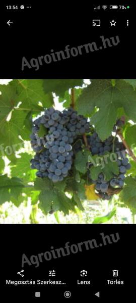 Zweigelt grapes