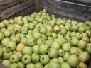 Class I, fresh picked Golden apples for sale