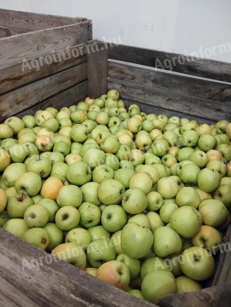 Class I, fresh picked Golden apples for sale