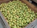 Class II, freshly picked Golden apples for sale