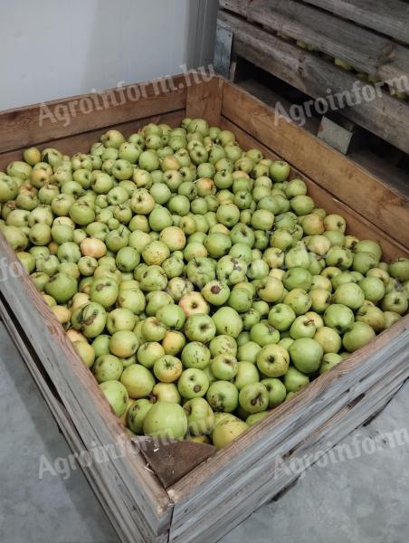 Class II, freshly picked Golden apples for sale