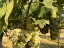 Italian Riesling grapes for sale