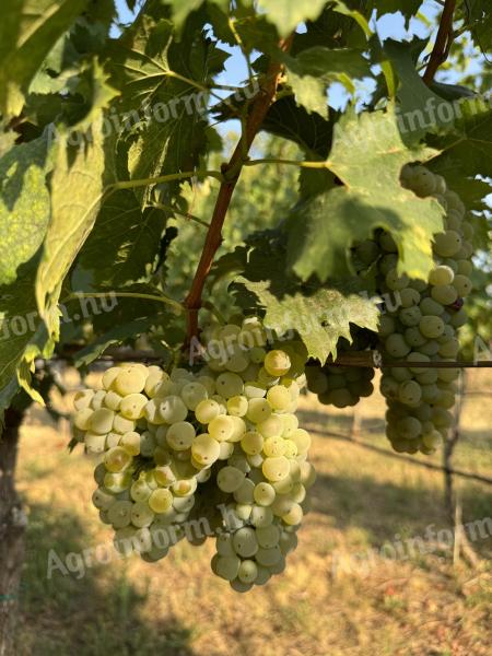 Italian Riesling grapes for sale