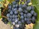 Blue Franc grapes for sale