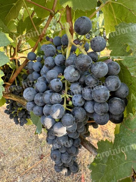 Blue Franc grapes for sale