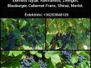 Wine grapes for sale from a producer in the Szekszárd wine region! Blue Franc, Merlot, Cabernet Franc, Shiraz