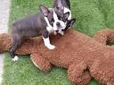 Stammbaum der Boston-Terrier-Welpen