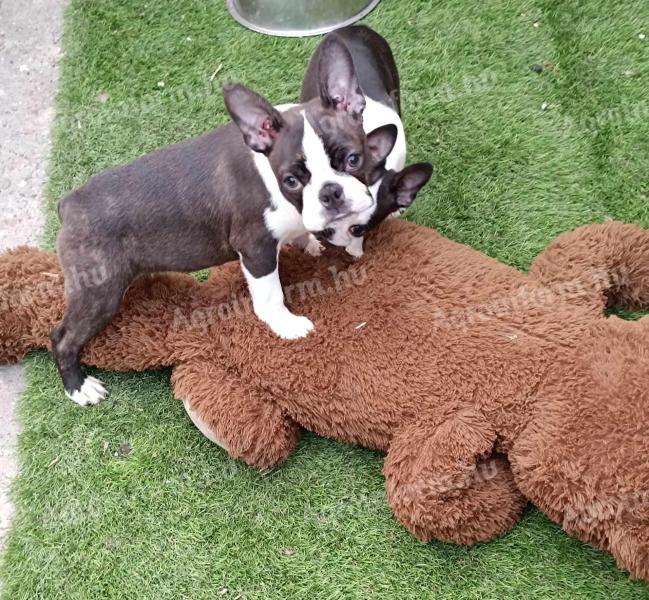 Studbook boston terrier puppies