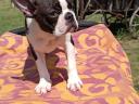 Stammbaum der Boston-Terrier-Welpen