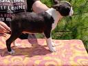 Stammbaum der Boston-Terrier-Welpen