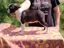 Studbook boston terrier puppies