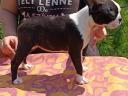 Studbook boston terrier puppies