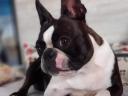 Studbook boston terrier puppies