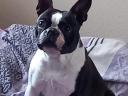 Stammbaum der Boston-Terrier-Welpen