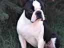 Stammbaum der Boston-Terrier-Welpen