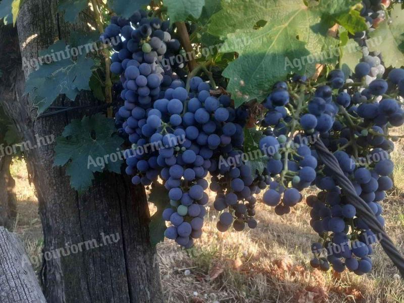 Cabernet Sauvignon grapes for sale in Szekszárd