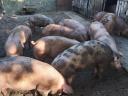 Backyard fattening pigs for sale