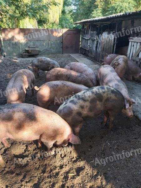 Backyard fattening pigs for sale