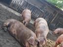 Backyard fattening pigs for sale