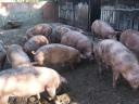 Backyard fattening pigs for sale