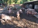 Backyard fattening pigs for sale