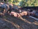 Backyard fattening pigs for sale