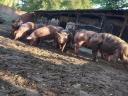 Backyard fattening pigs for sale