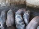 Backyard fattening pigs for sale