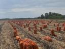 Farmárska červená cibuľa na predaj