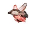 Frozen rabbit heads - for dogs, cats and birds of prey