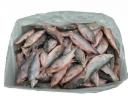 Frozen sturgeon - as bait fish or food for cats