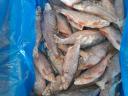 Frozen sturgeon - as bait fish or food for cats